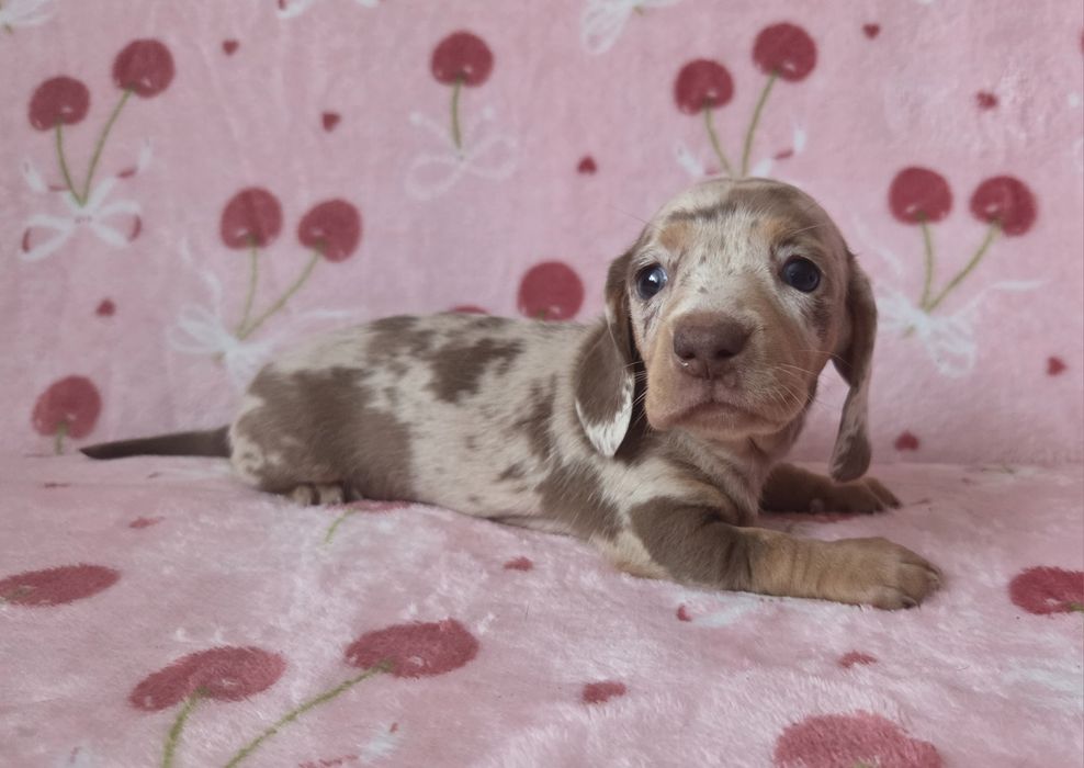 Jamnik miniaturowy suczka Emi