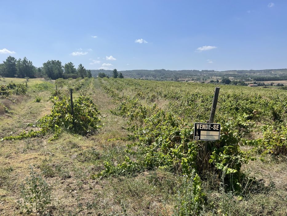 Terreno-Quinta em Caria 5 Hectares Vinha Rustico/Urbano