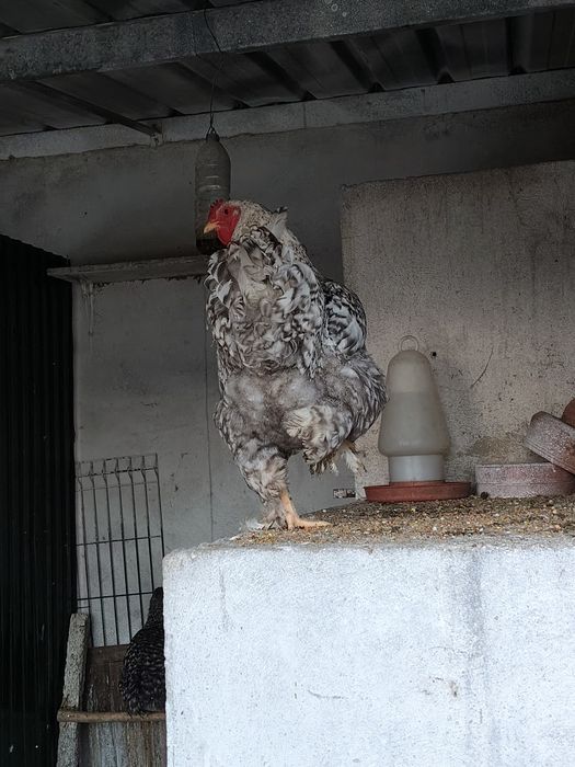 Galo brahama barrado