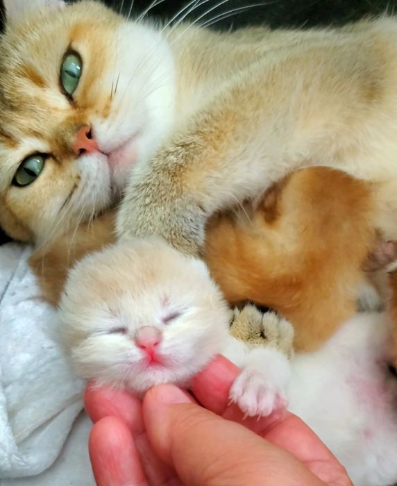Ручные и мега ласковые котята. Котики золотая шиншилла.