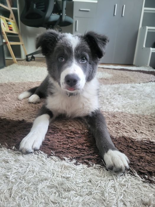 Border Collie Blue suczka