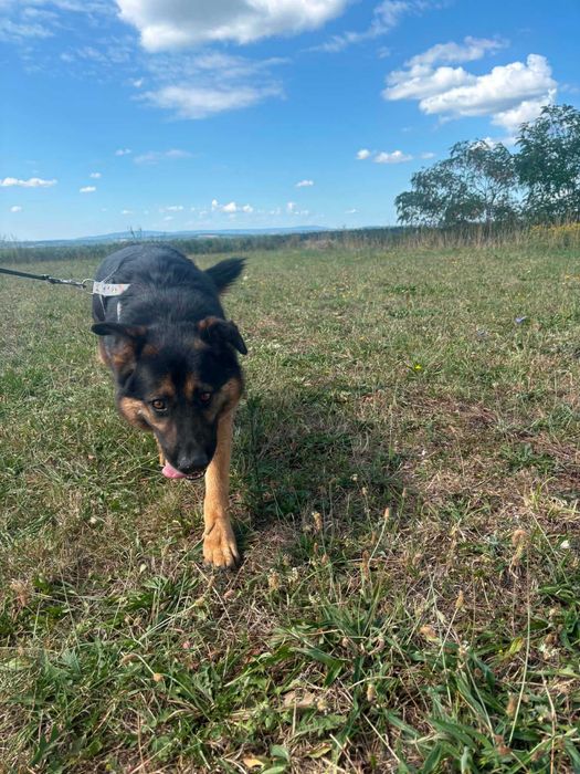Benzo cudny psiak do adopcji