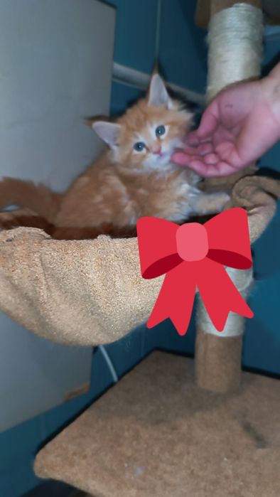 Руда дівчинка Мейн кун