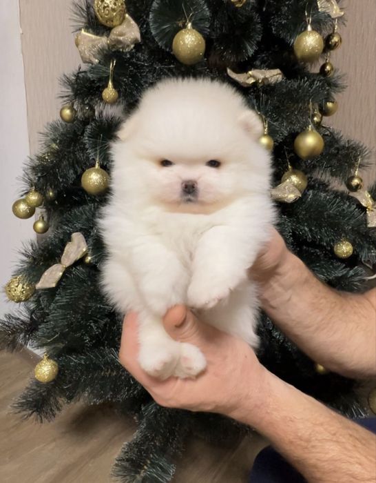 Померанський шпіц