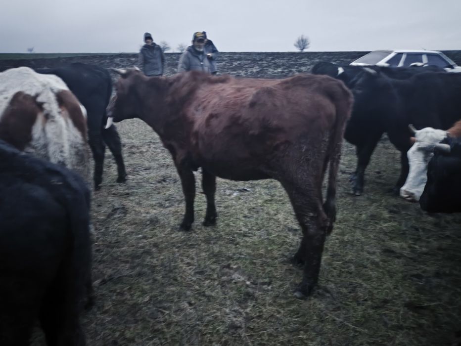 Продам глибоко тільних телиць. Крс