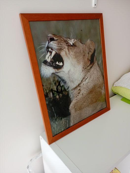 Quadro Foto Real de Leoa