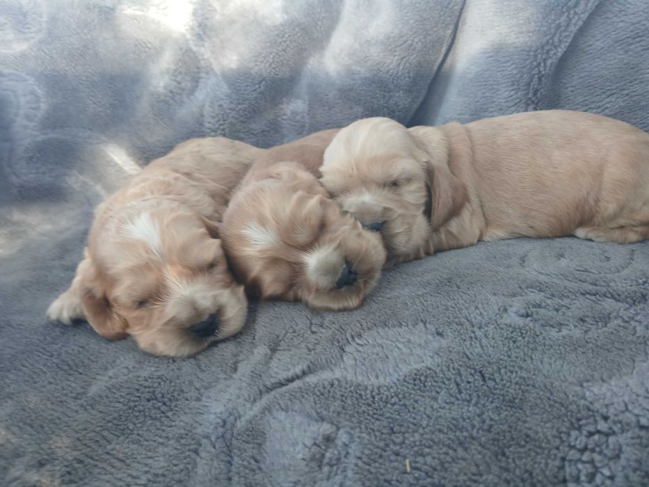 Cocker spaniel piesek