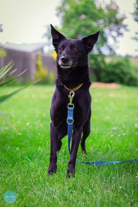 Stella jest z nami kilka lat. To urocza psinka która