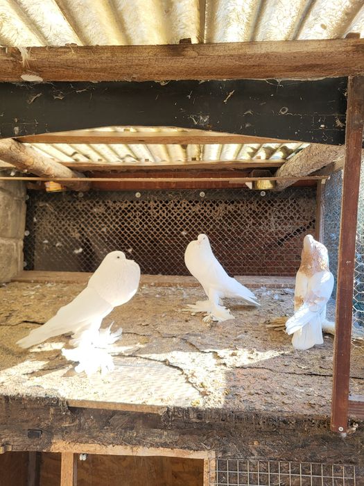 Garłacz/ garłacze para i samiec