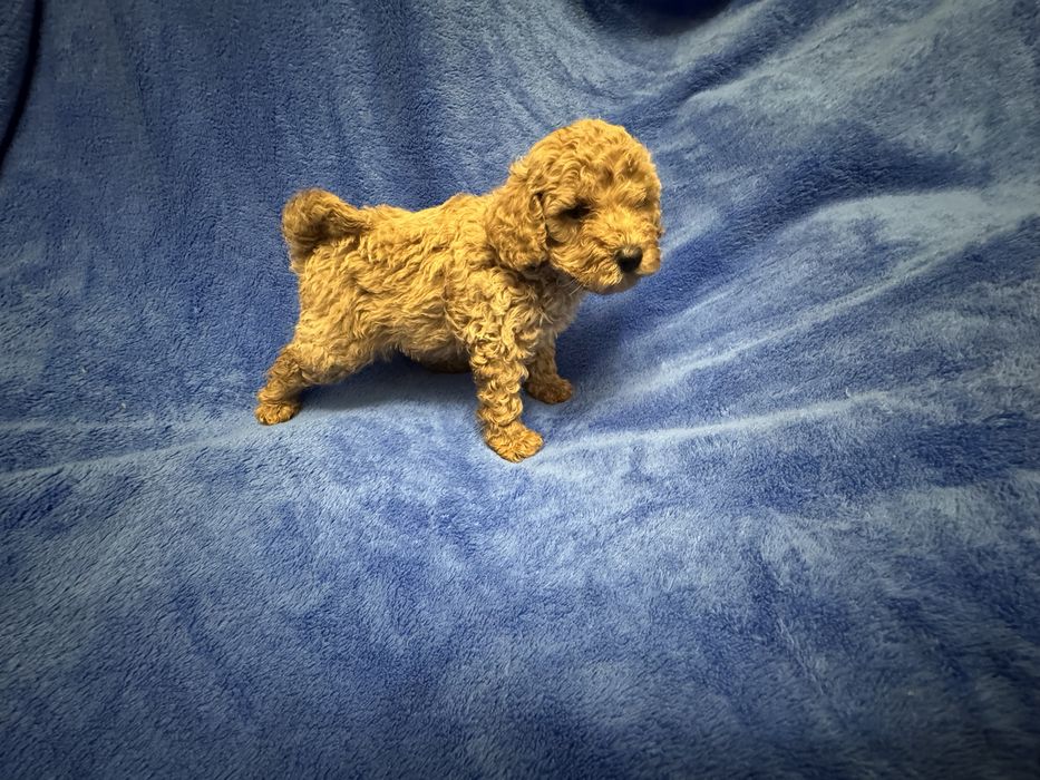 Той пудель дуже малесенький хлопч