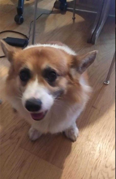 Dog Walker & Pet Sitting - Carcavelos & Parede