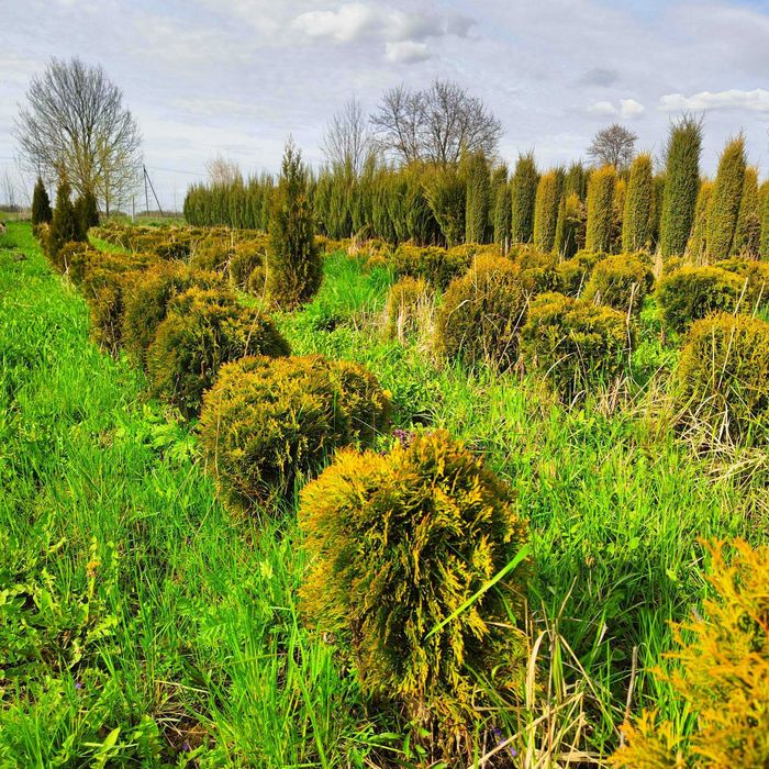 Jodła kaukaska - własna plantacja