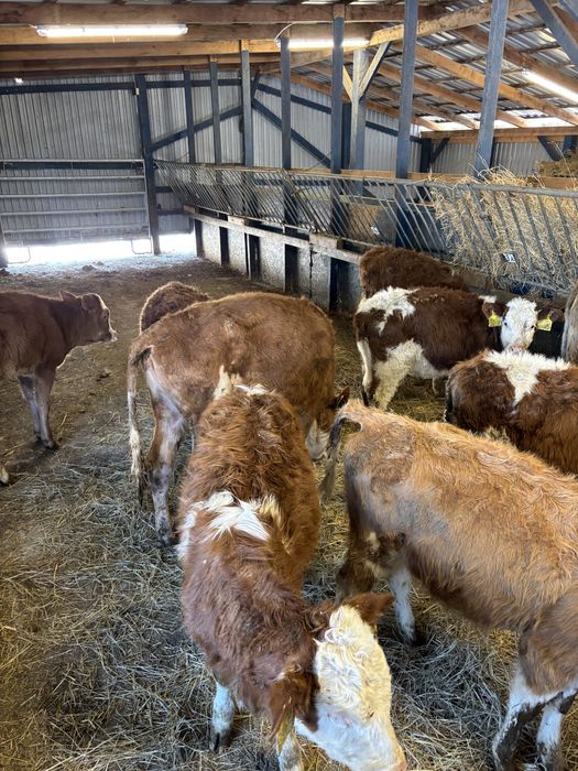 Sprzedam byki oraz jałówki