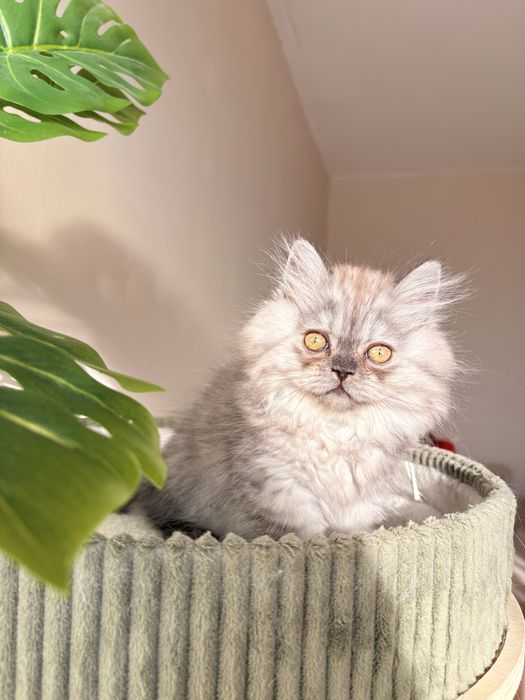 Kot szkocki zwisłouchy długowłosy / scottish fold - PZF/WCF