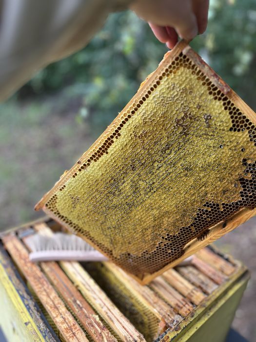 Odklady 2026- Rodziny pszczele, odkłady