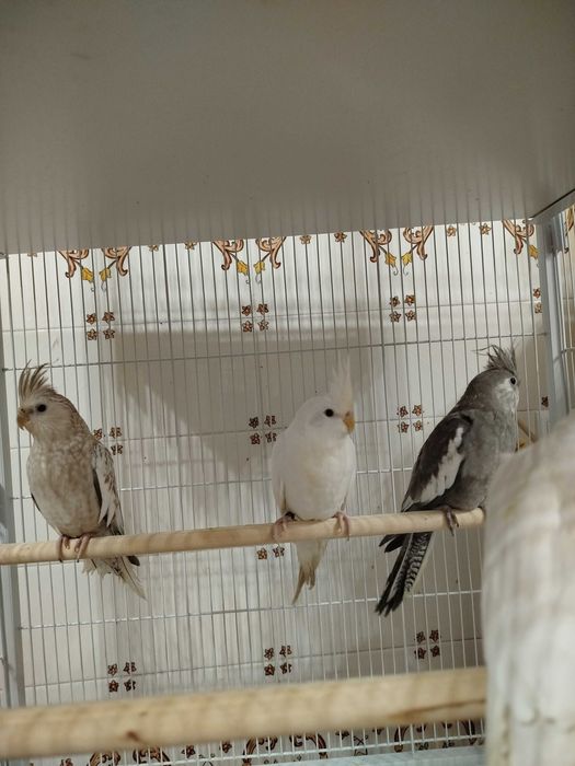 Caturras brancas e cinza