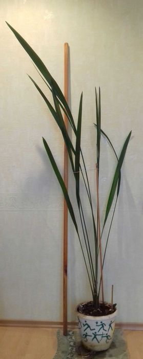 ПАЛЬМА,  из финика