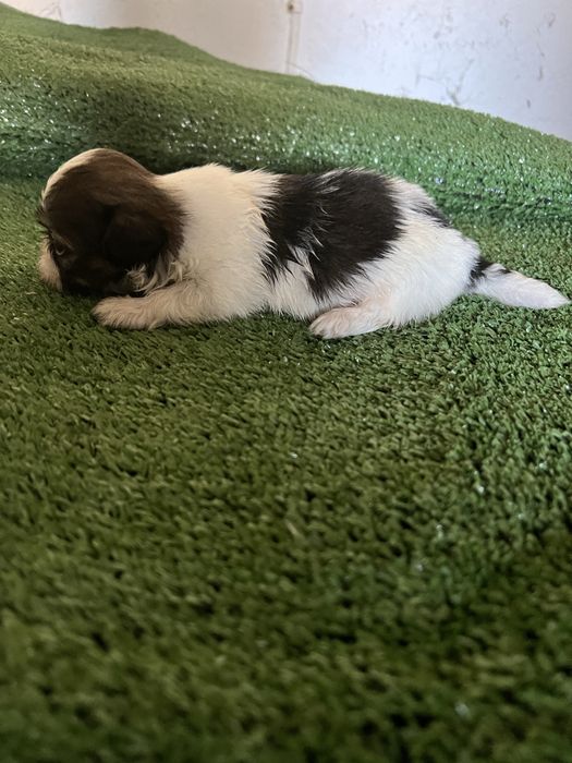 Shi-tzu.excelemte macho pequenino