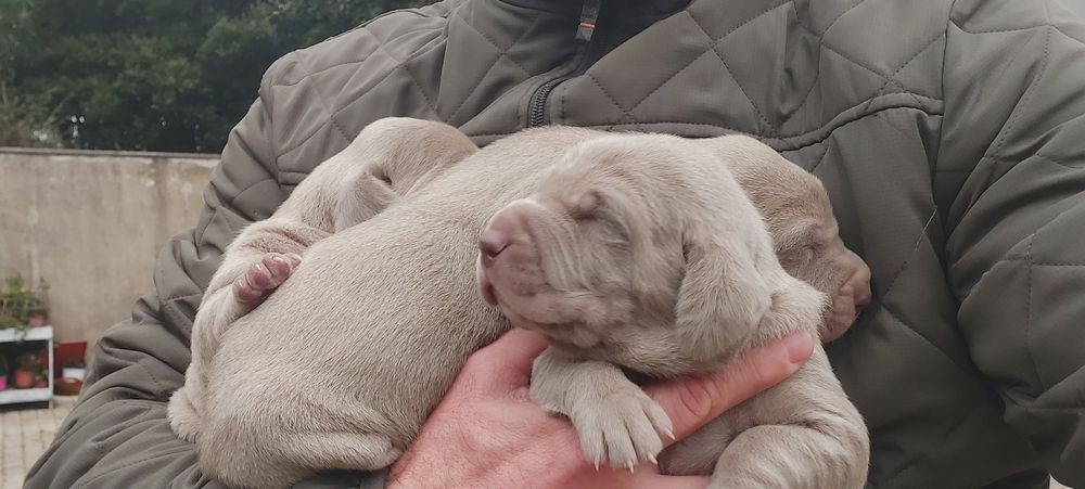 Weimaraner com lop