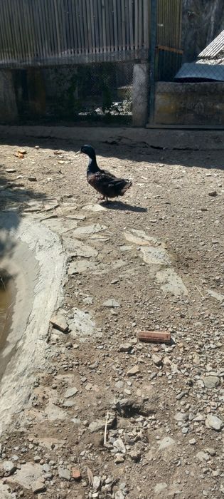 Casal patos cruzados cayuga