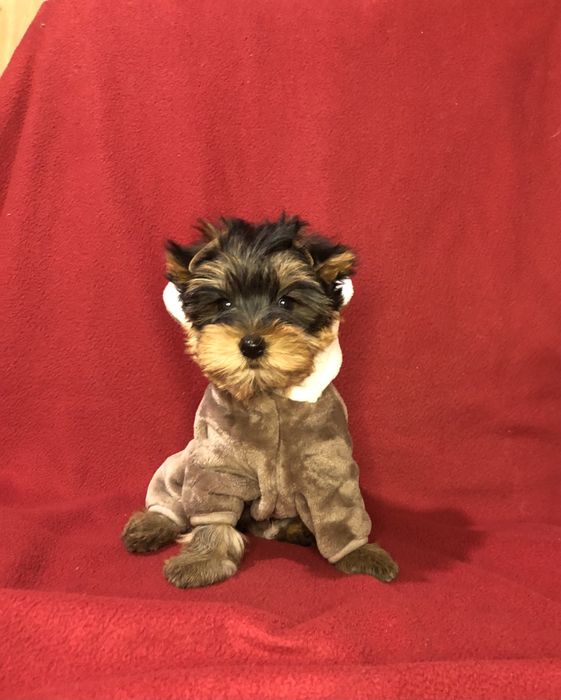 Йоркширський тер‘єр