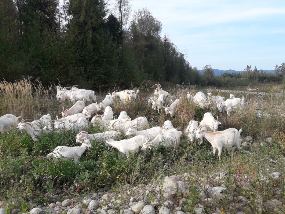 Siara kozia, Kozie oscypki ,mleko,bundz.