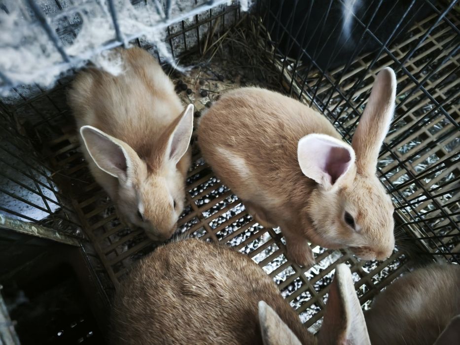 Coelhos láparos Leonardo Borgonha