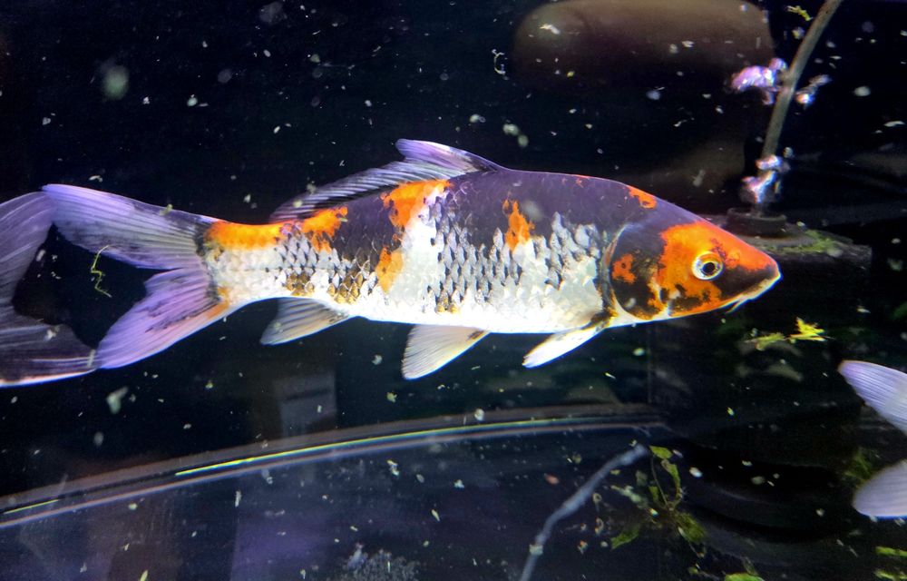 Karpie koi Showa i sanke 20-25cm