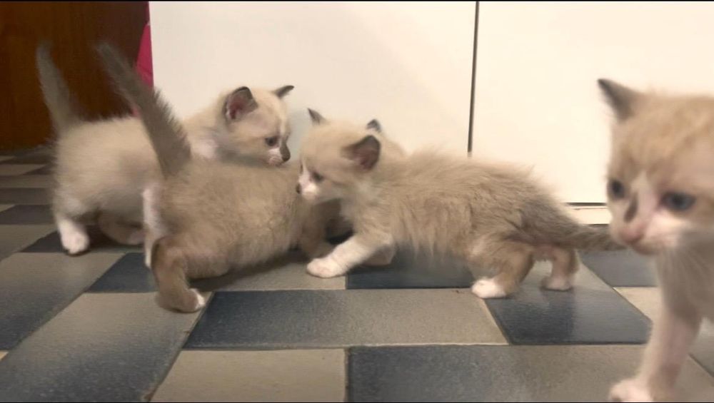 Gatos para adoção responsável