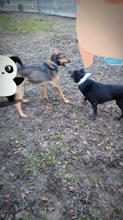 Fajna suczka o imieniu Sławka czeka