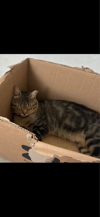Gatos para adoção