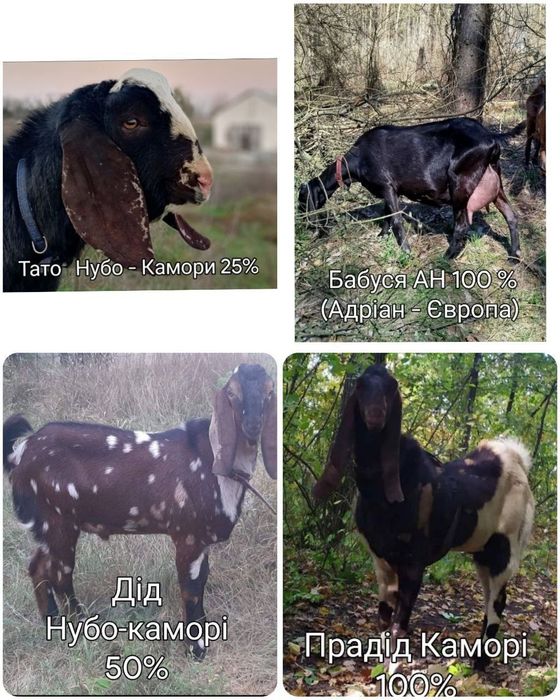 Козлик мама Ламанча батько Нубокаморі