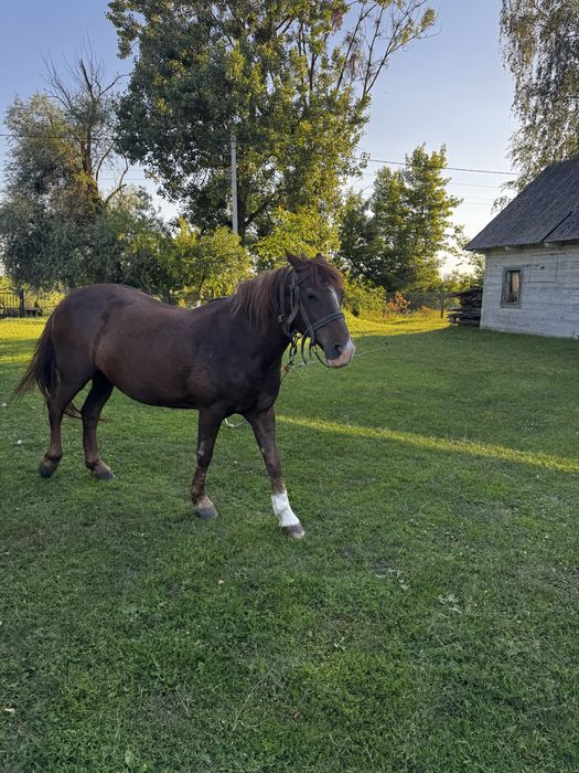 Продається Кобила 13 років