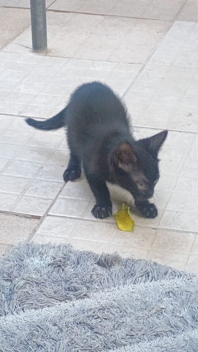Adota-se  um gatinho