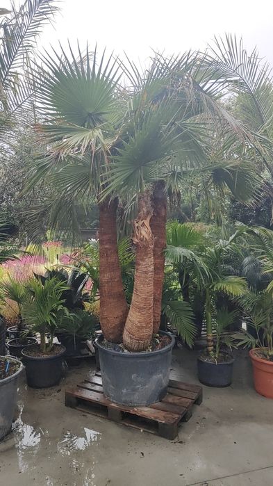 Palmeiras Multi-Tronco