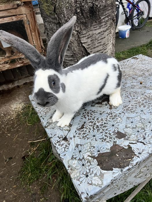 Продам самця строкач