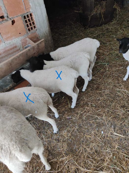 Ovelhas 1 Casal de Borregos Dorper Puros