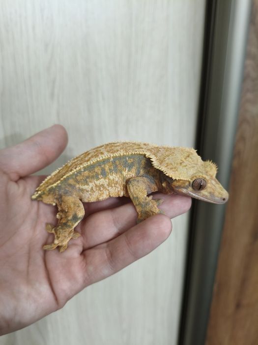 Gekon Orzęsiony Orzęsione