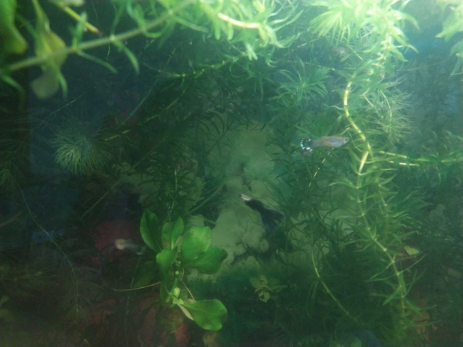 Продам рибок Гупі, Мечоносці. Також равлики "Ампулярії"