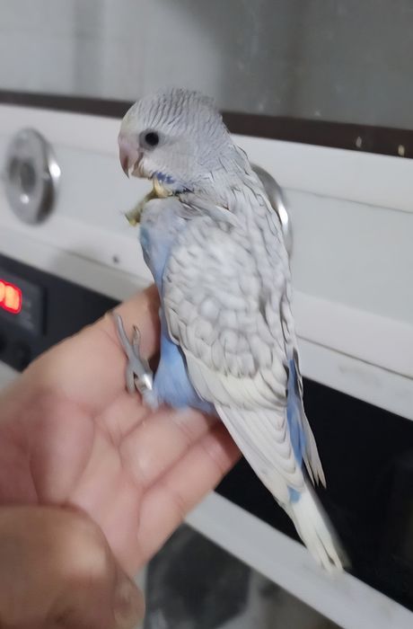 Piriquito 100% domesticado