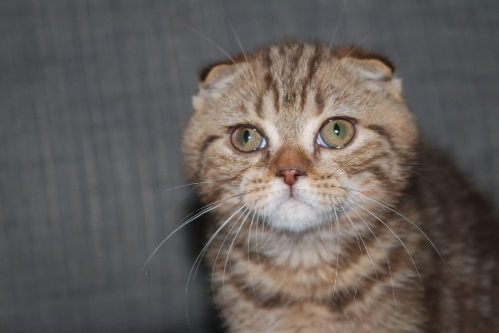um gatinho scottish fold golden brown