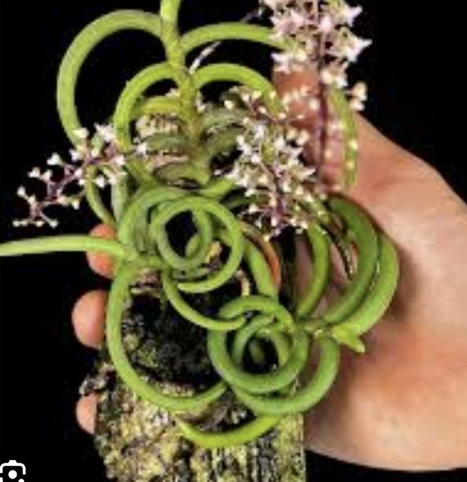 Орхидеи Cleisostoma Arietinum мини;Paph.Moquetteanum(револьверное цв)