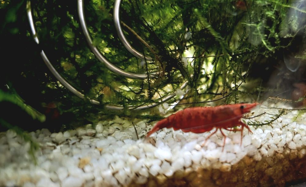 Neocaridina Davidi - Painted Red Fire/Blue Dream - Linhas Selecionadas
