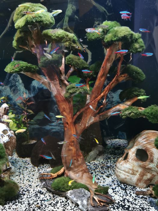 Akwarium juwel rio 350 Wzgórze czaszek