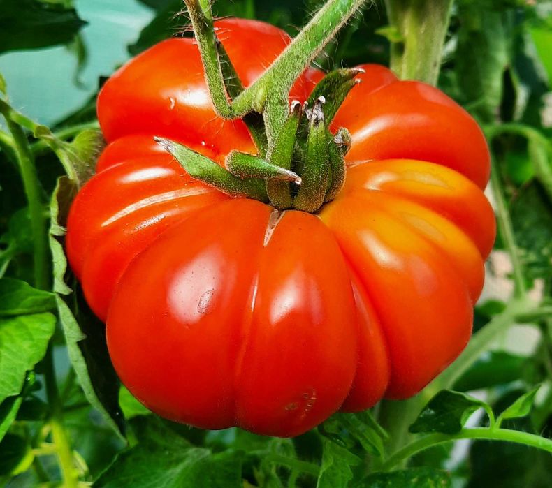 pomidor Costoluto Fiorentino nasiona kolekcjonerskie