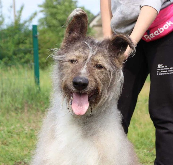 duży pies czeka na dom