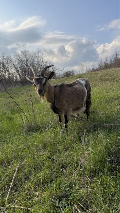 ТЕРМІНОВО! Продається дійна коза