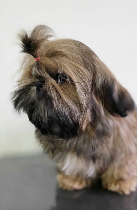 Filhote Fêmea Shih Tzu