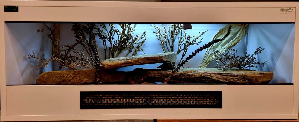 Terrarium 100x40x40 dla gekona lamparciego