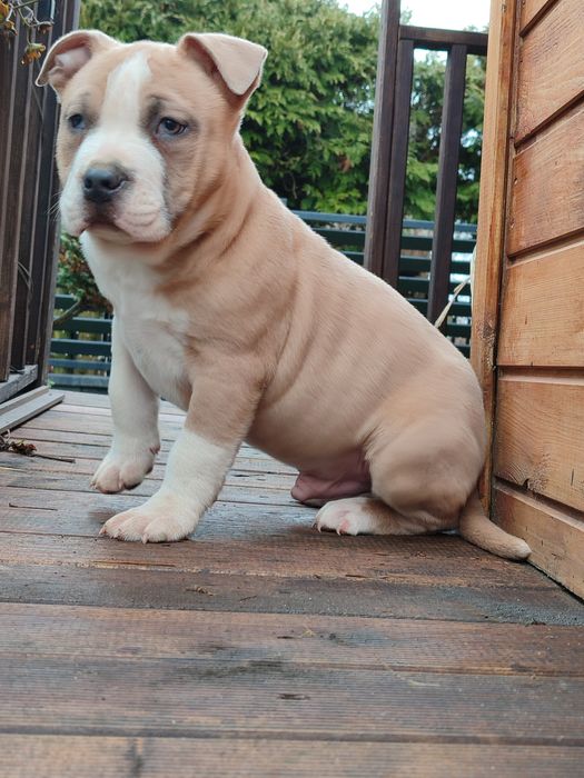 Szczeniak rasy American Staffordshire Terrier